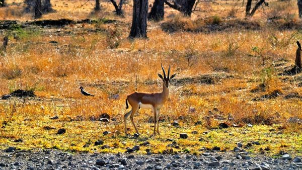 Ranthambore tour packages