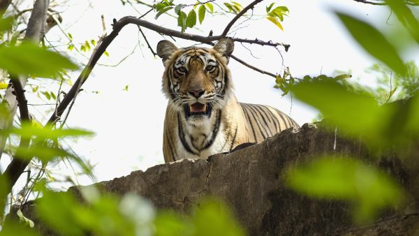 Ranthambore wildlife tour packages