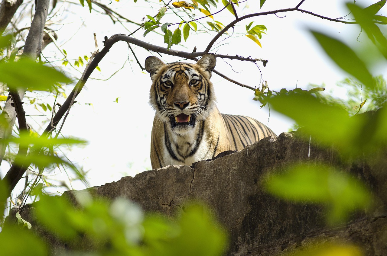 Ranthambore wildlife tour packages
