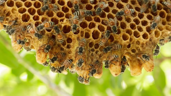 How to Prevent Bees From Nesting Under Roof Overhangs
