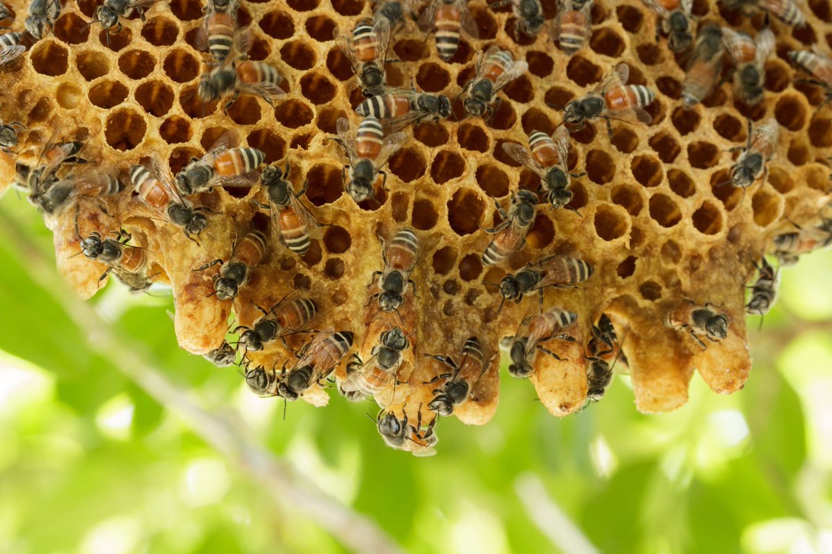 How to Prevent Bees From Nesting Under Roof Overhangs